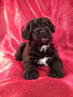 Male Miniature Schnoodle Puppy for sale #4 Born 3-29-13,Professional Schnoodle Breeders with Puppies for sale|Standard,Mini, and Giant